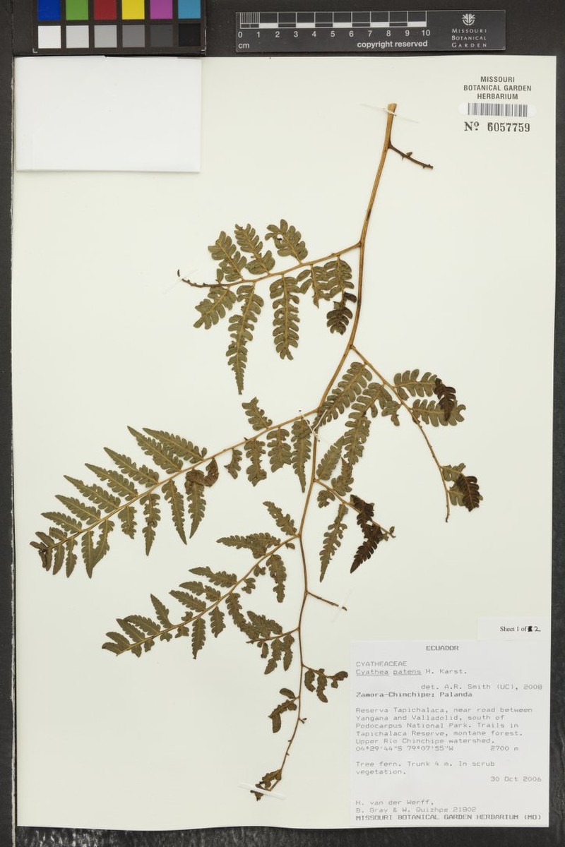 Cyathea patens photo 2