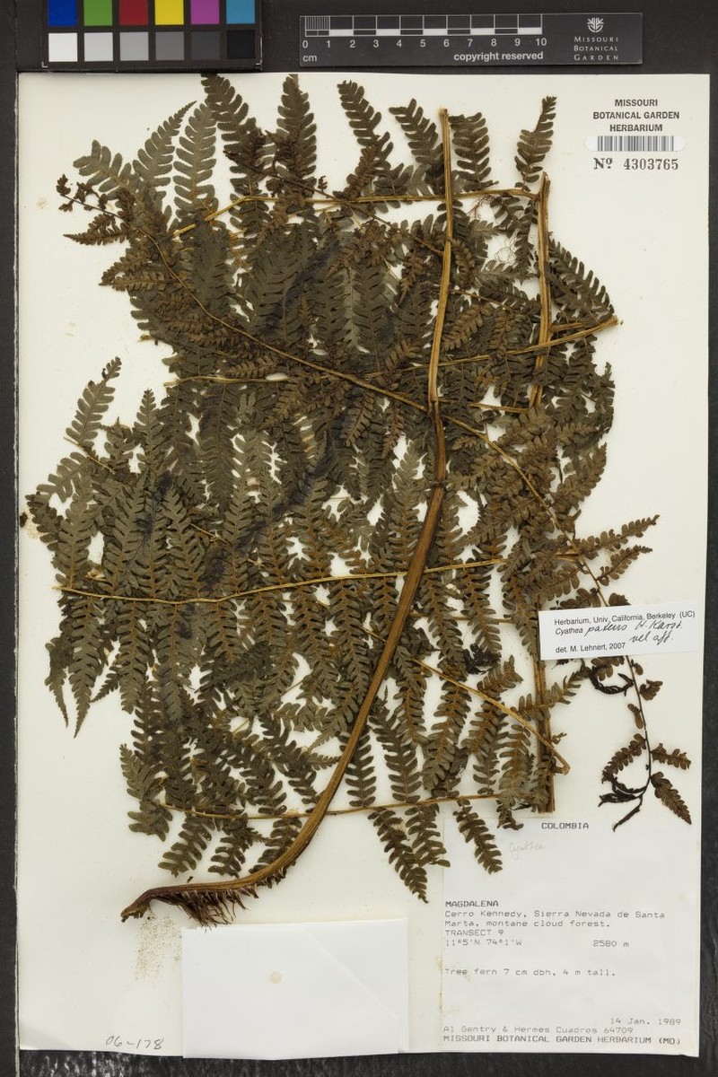 Cyathea patens photo 3