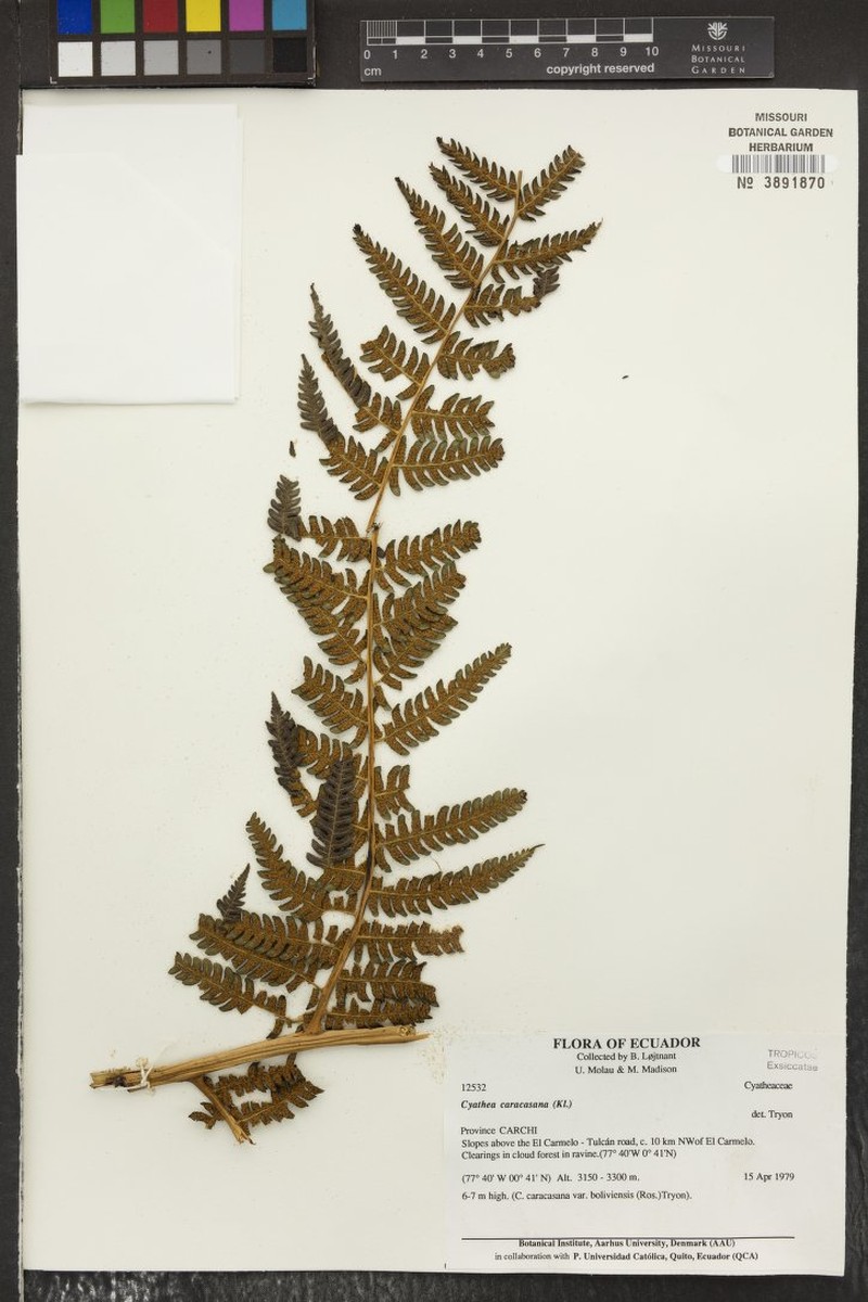 Cyathea patens photo 4