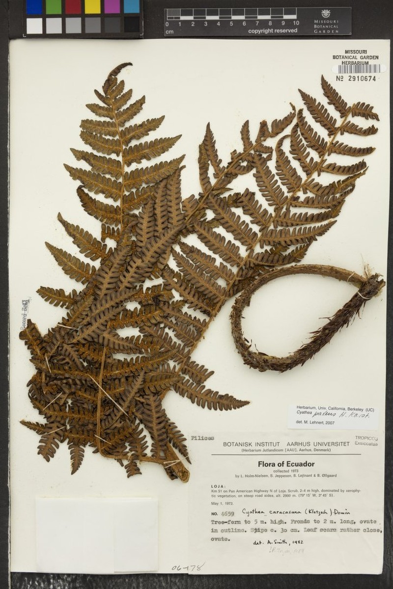 Cyathea patens photo 5