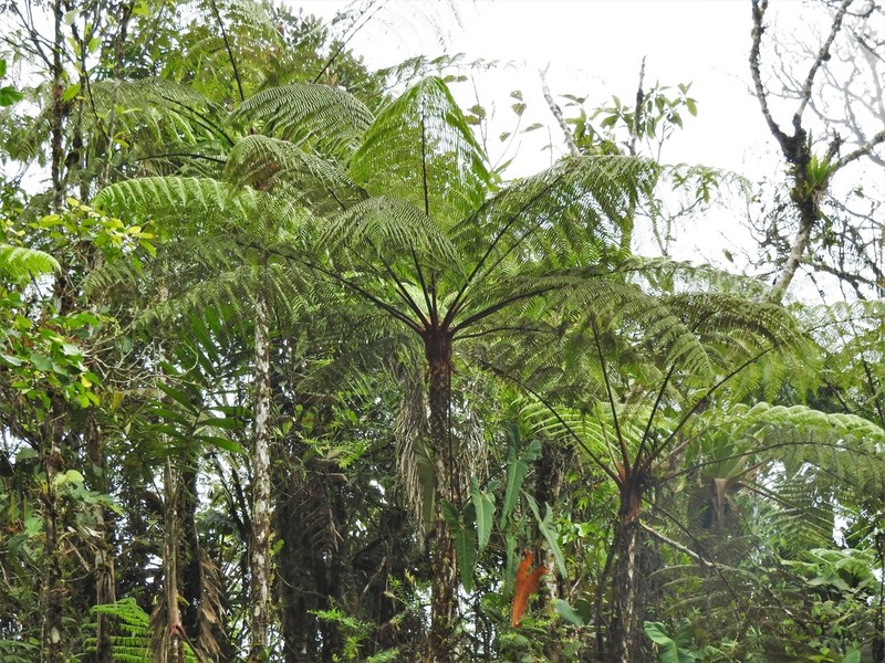 Cyathea pauciflora photo 2