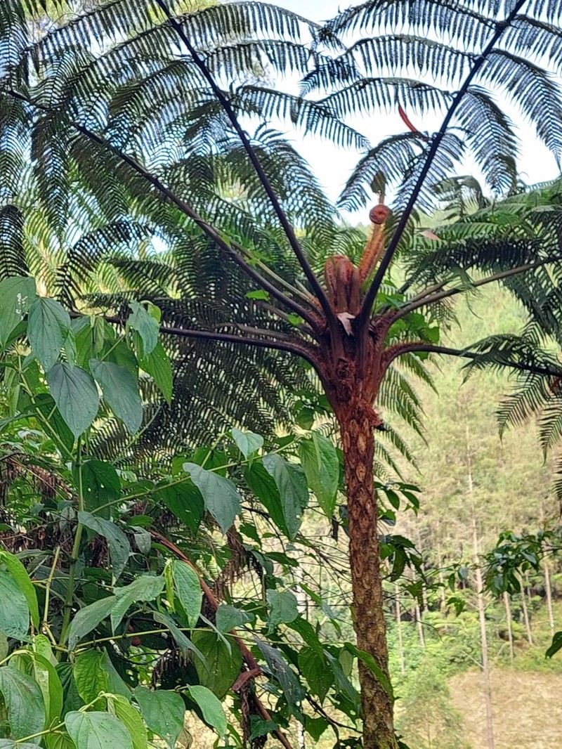 Cyathea pauciflora photo 3