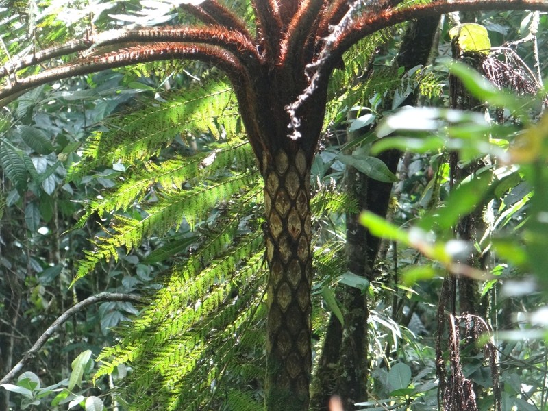 Cyathea pauciflora photo 4