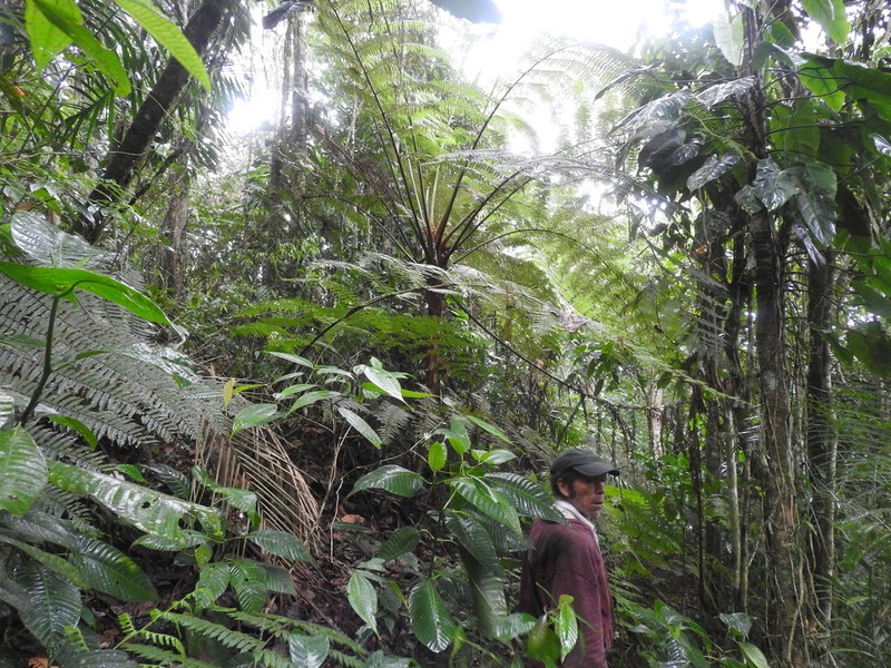 Cyathea pauciflora photo 5