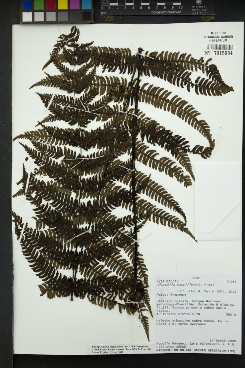 Cyathea pauciflora photo 6