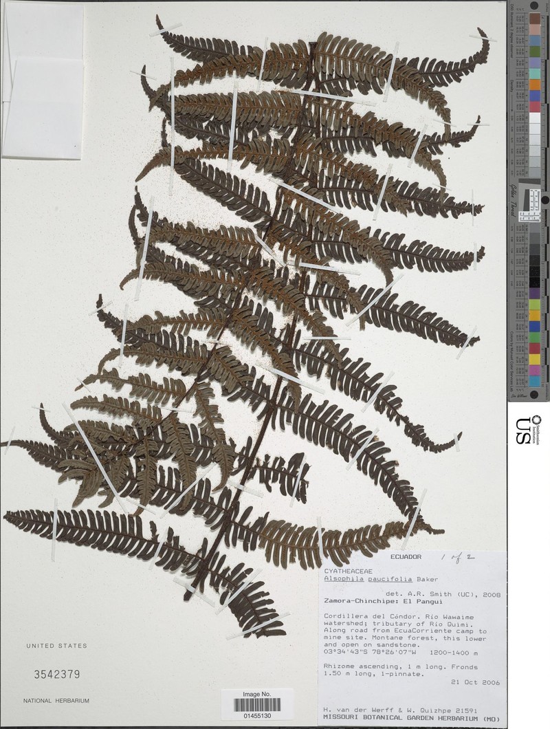 Cyathea pauciflora photo 7