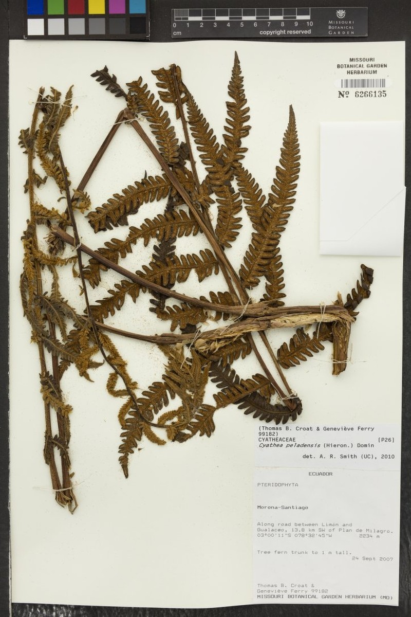 Cyathea peladensis