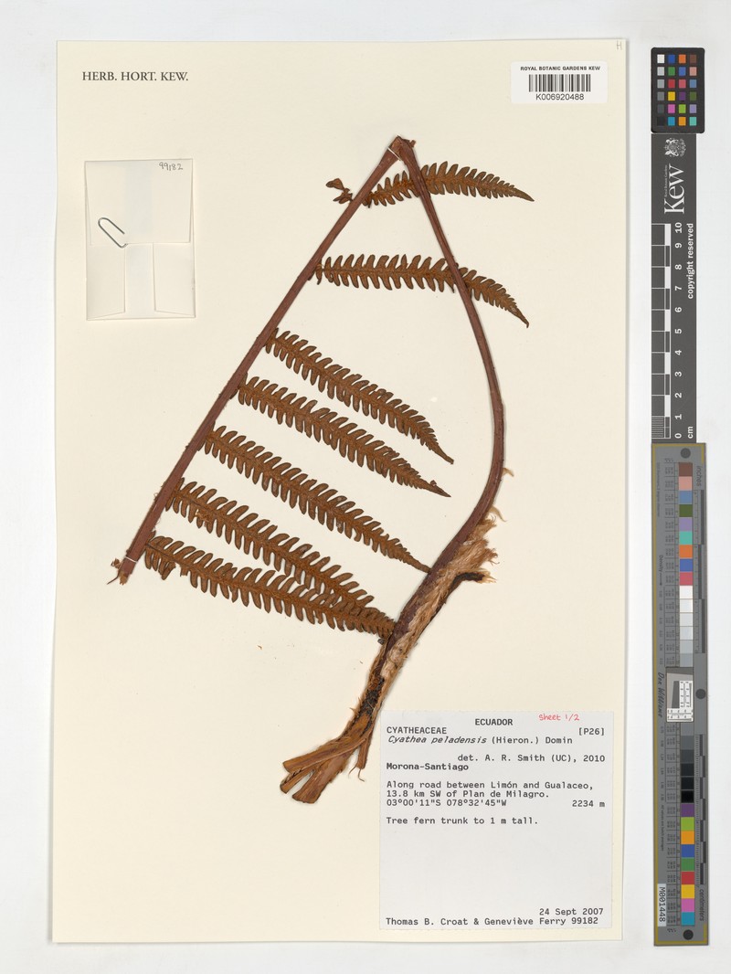 Cyathea peladensis photo 2