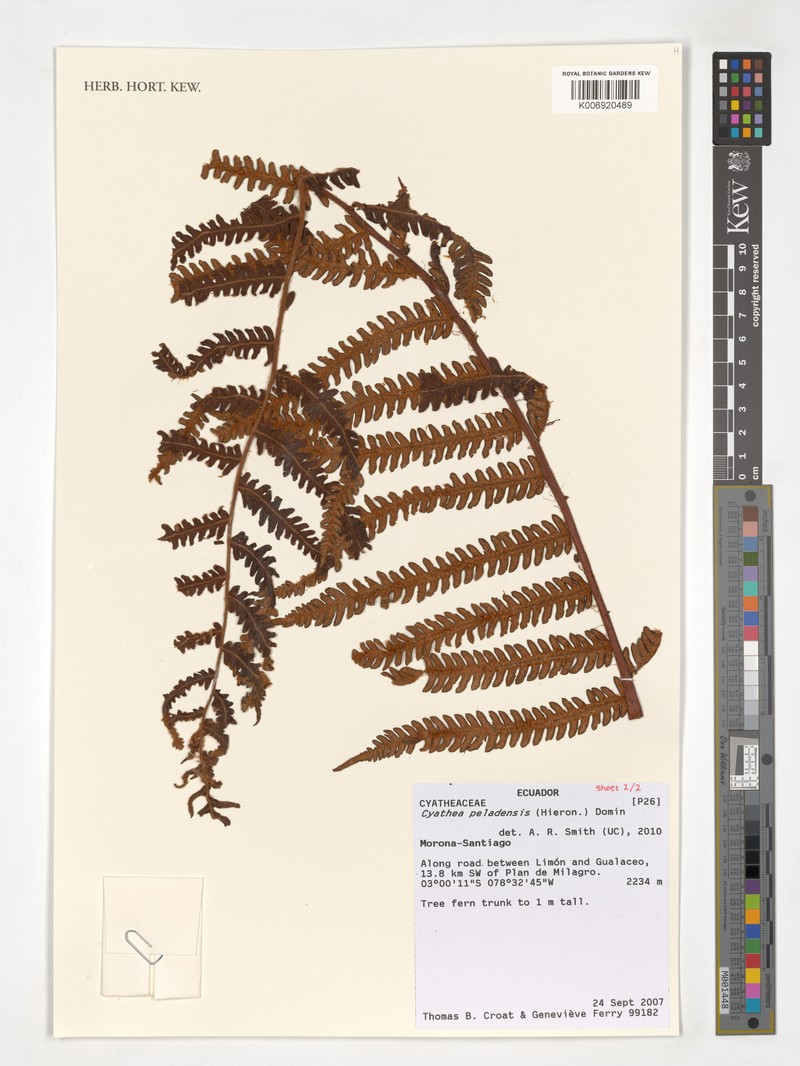 Cyathea peladensis photo 3