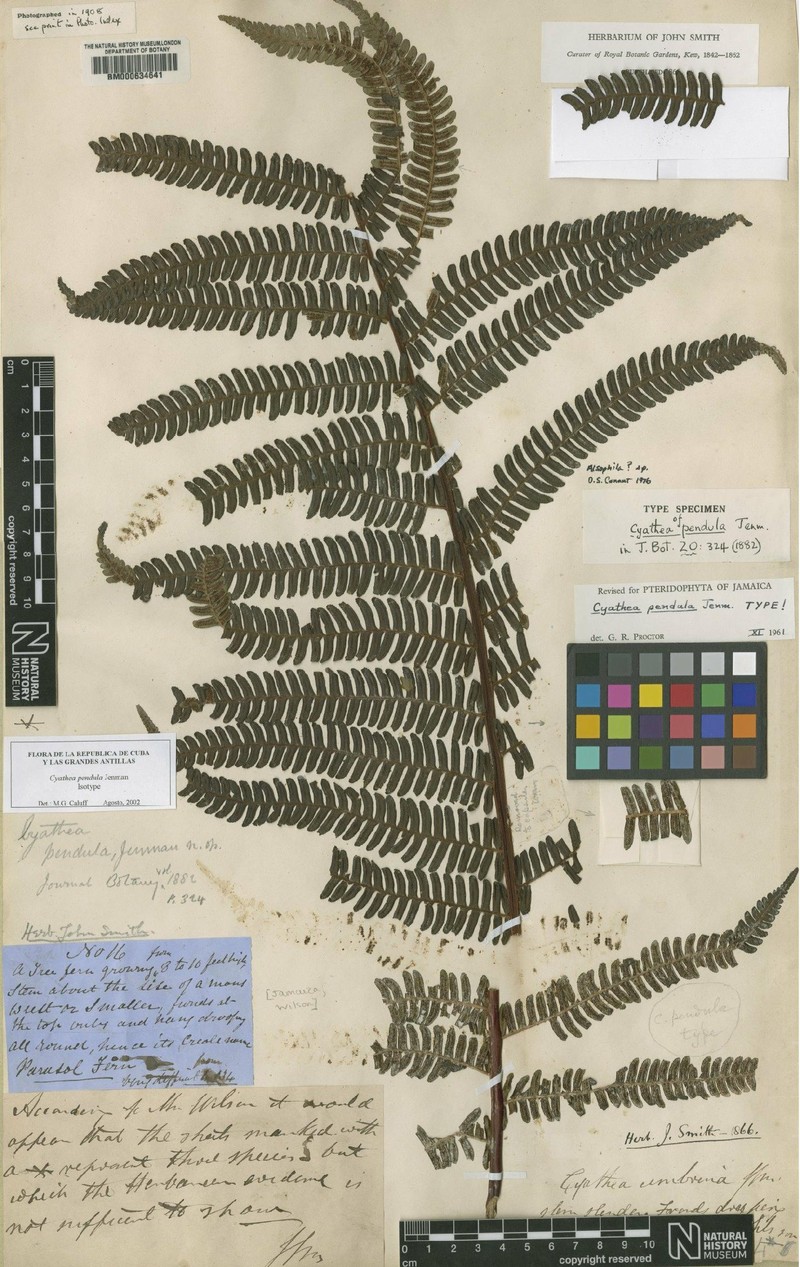 Cyathea pendula