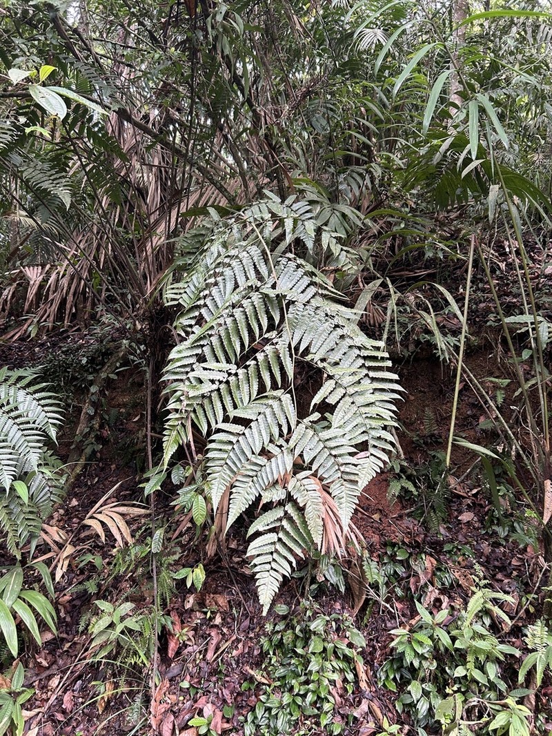 Cyathea petiolata