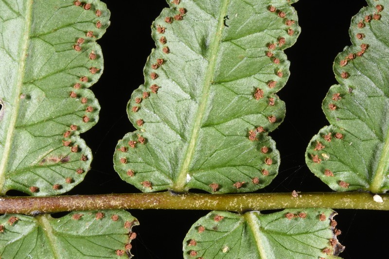 Cyathea petiolata photo 2