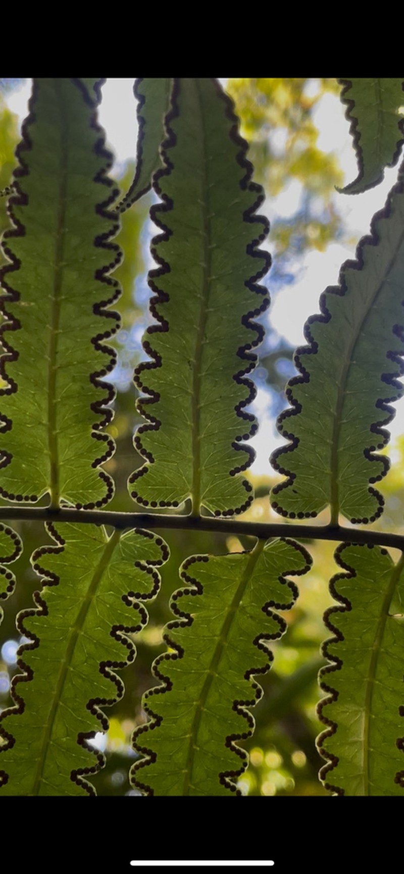 Cyathea petiolata photo 3