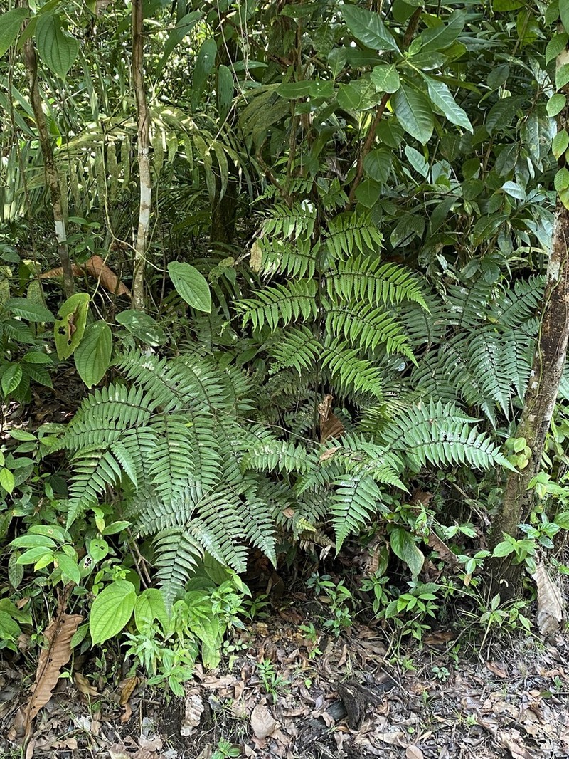 Cyathea petiolata photo 4