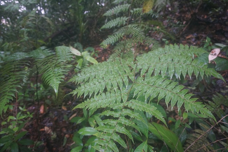 Cyathea petiolata photo 5