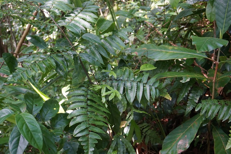 Cyathea petiolata photo 6