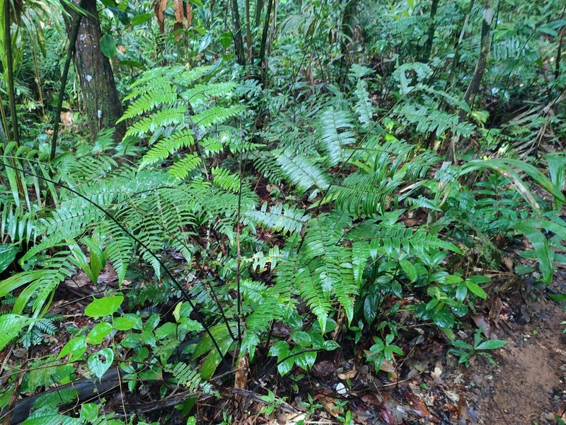 Cyathea petiolata photo 7