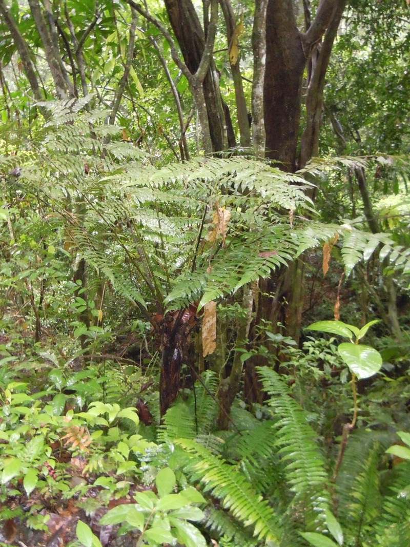 Cyathea petiolata photo 8