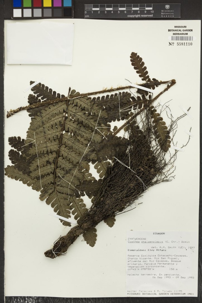 Cyathea phalaenolepis