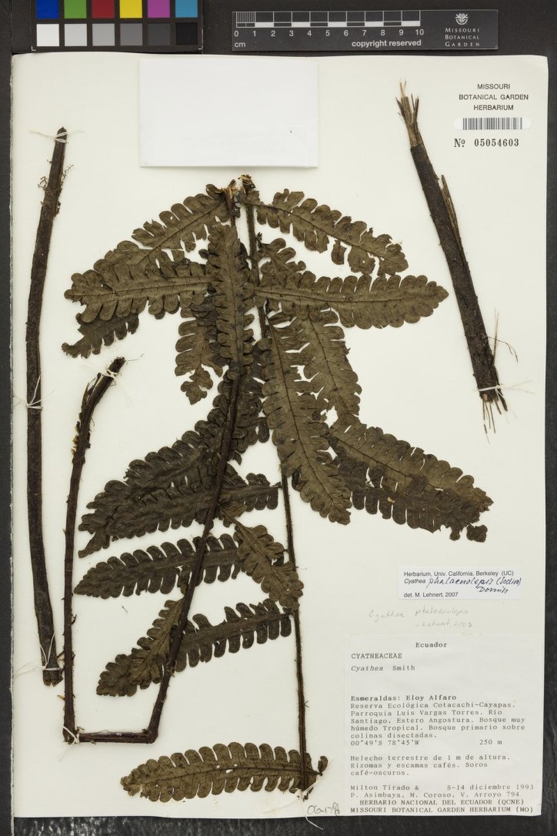 Cyathea phalaenolepis photo 2
