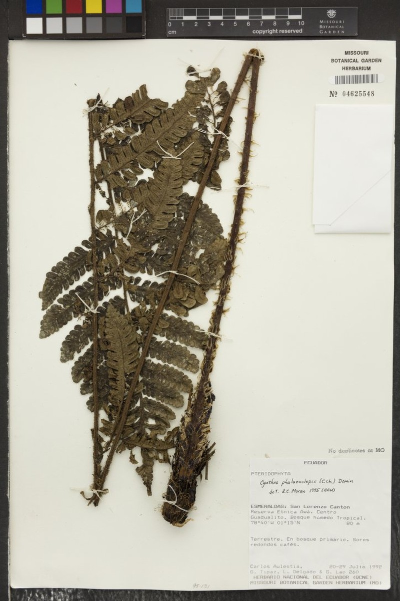Cyathea phalaenolepis photo 3