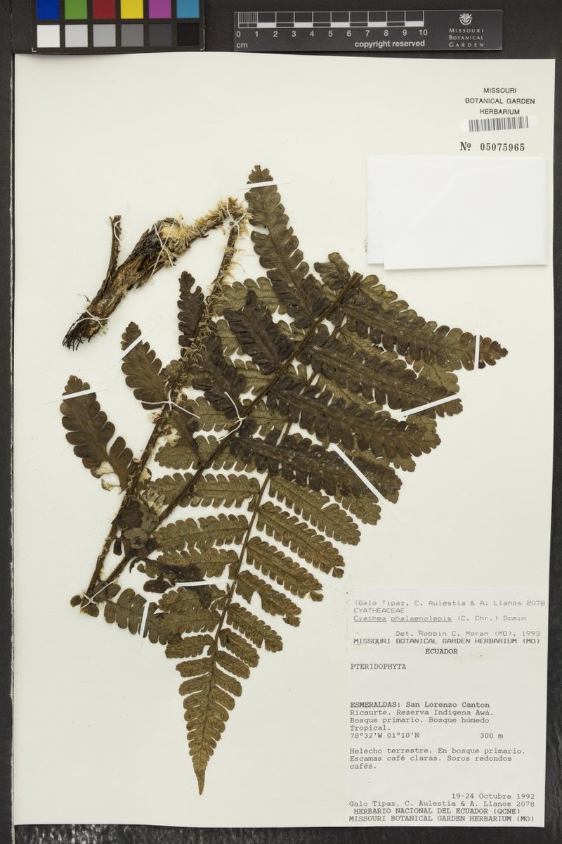 Cyathea phalaenolepis photo 4