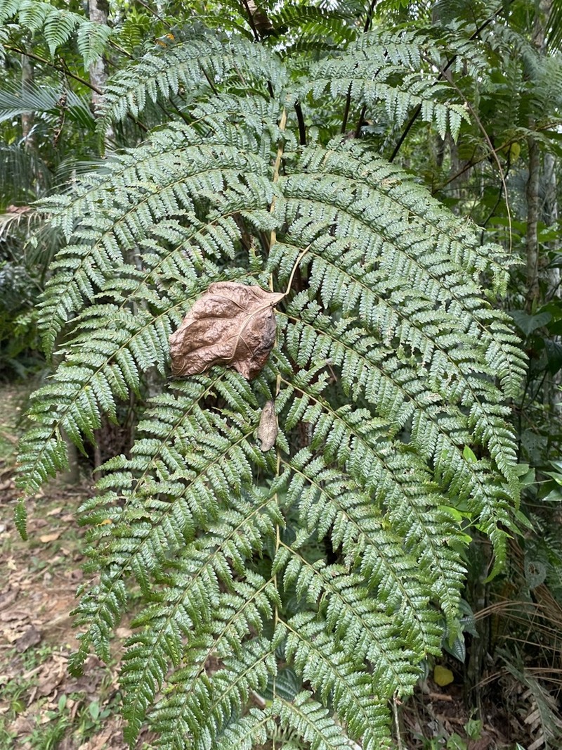 Cyathea phalerata