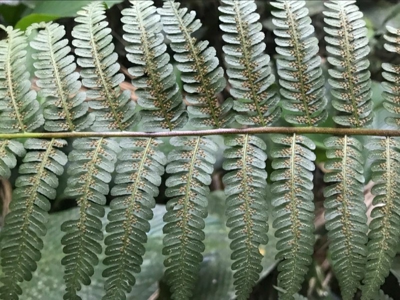 Cyathea phalerata photo 2