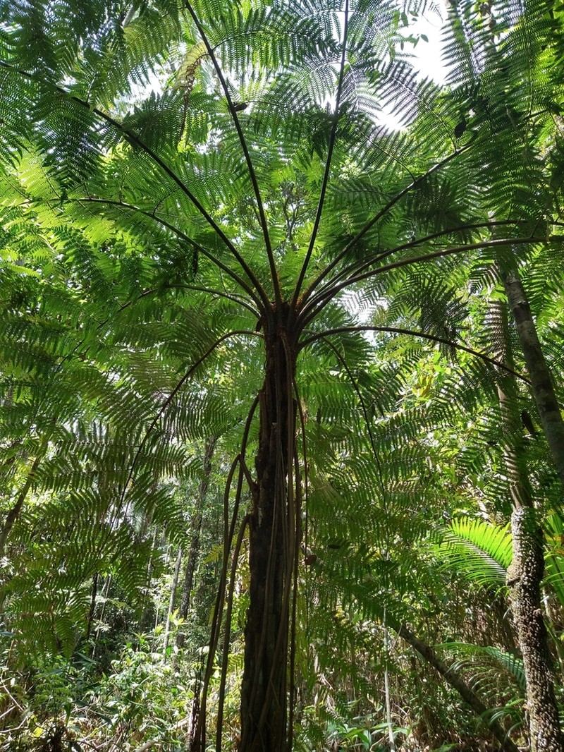 Cyathea phalerata photo 3