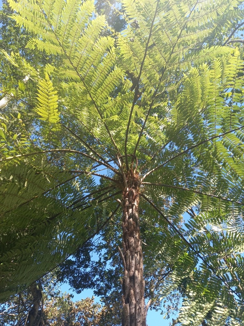 Cyathea phalerata photo 4