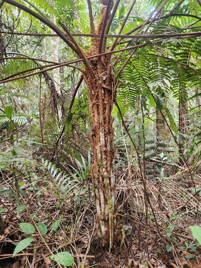 Cyathea phalerata photo 5
