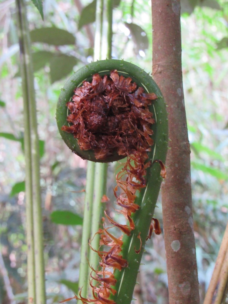 Cyathea phalerata photo 6