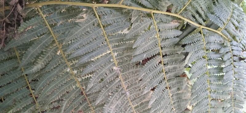Cyathea phalerata photo 7