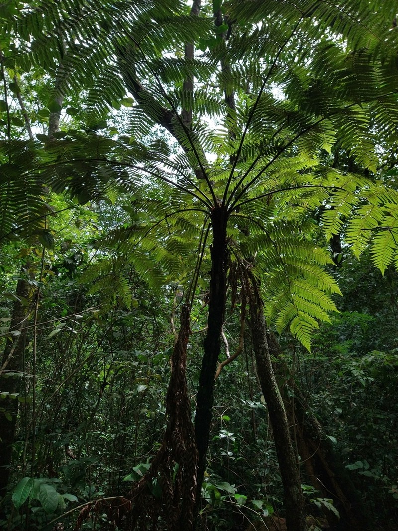 Cyathea phalerata photo 8