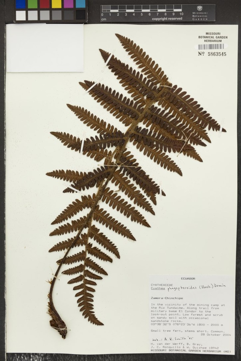 Cyathea phegopteroides