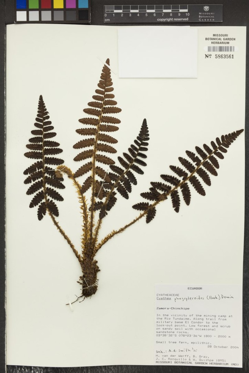 Cyathea phegopteroides photo 2