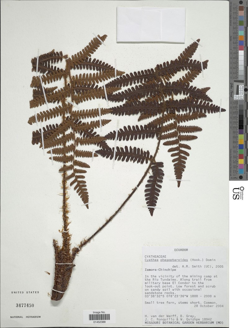 Cyathea phegopteroides photo 3