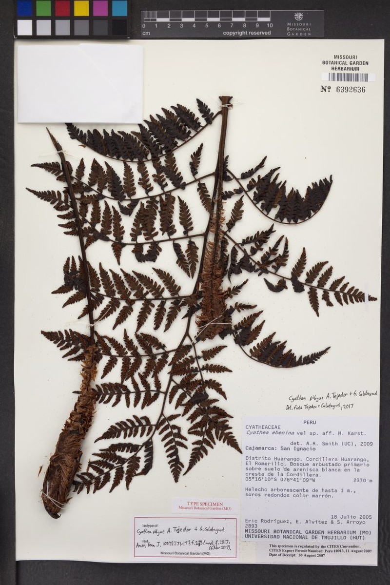 Cyathea pibyae