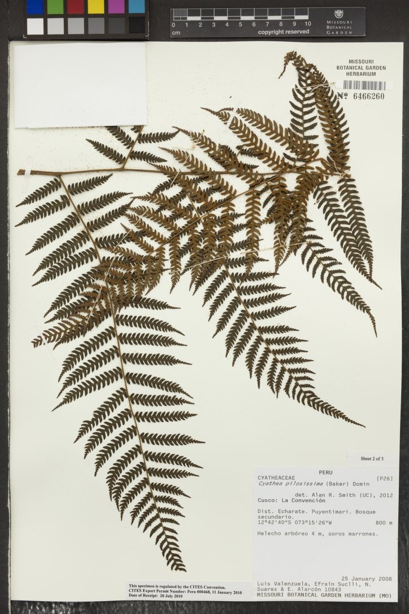 Cyathea pilosissima photo 2