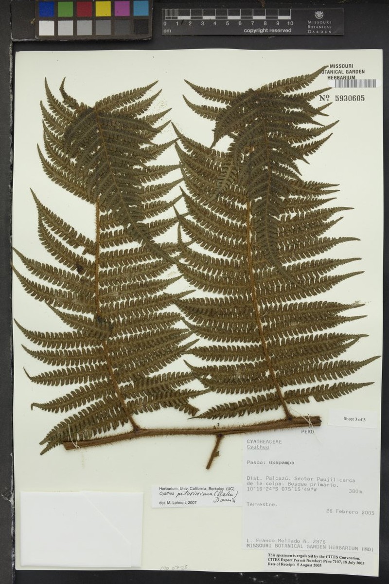 Cyathea pilosissima photo 3