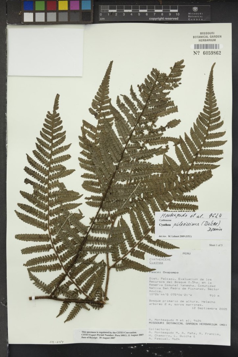 Cyathea pilosissima photo 4