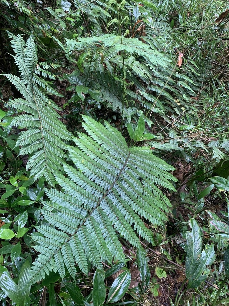 Cyathea pinnula