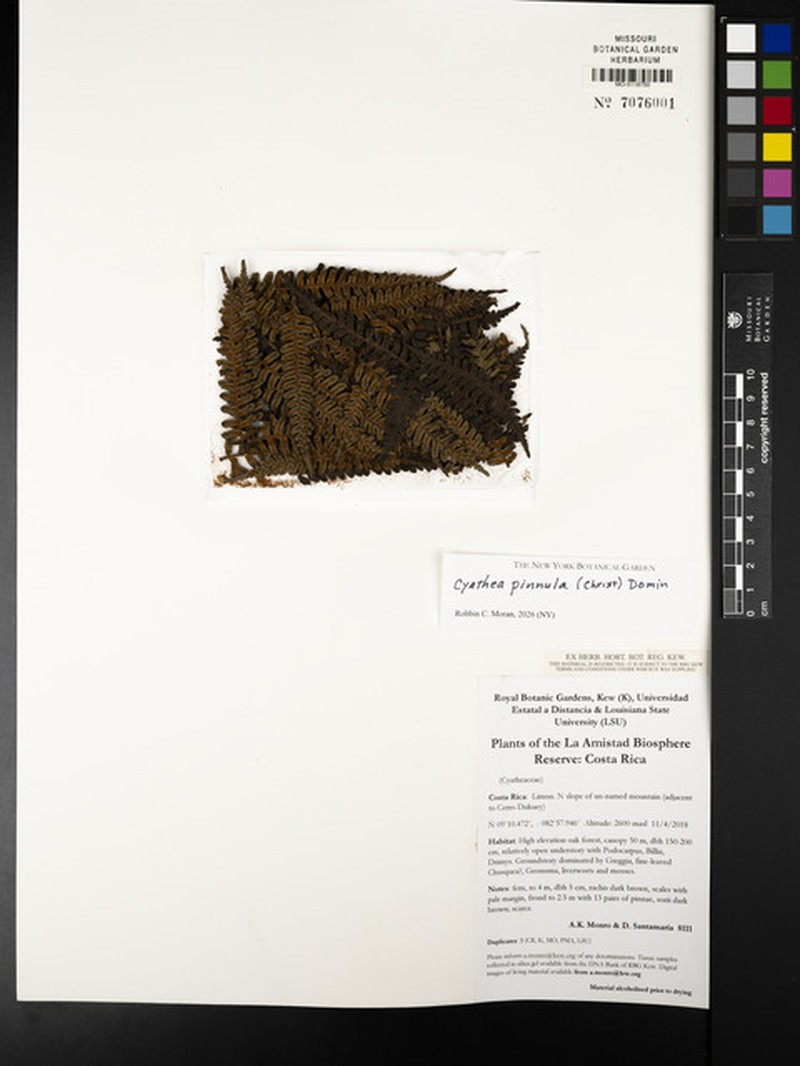 Cyathea pinnula photo 3