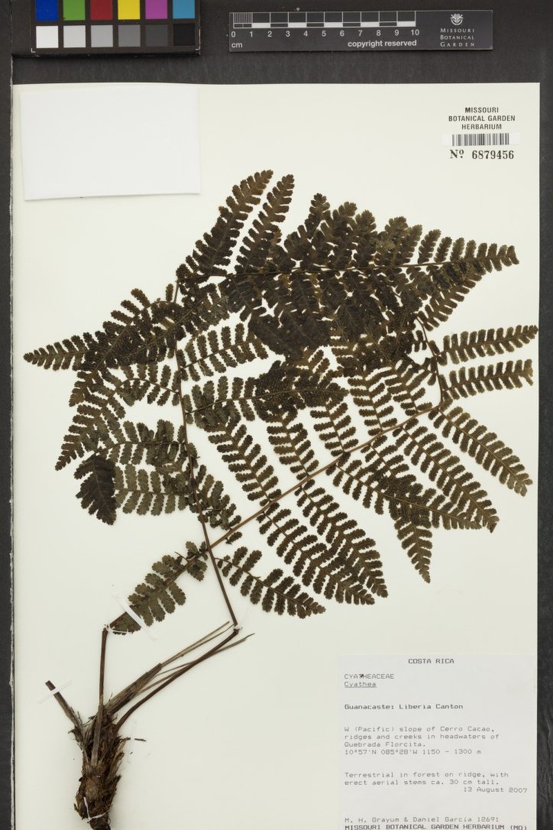 Cyathea pinnula photo 4