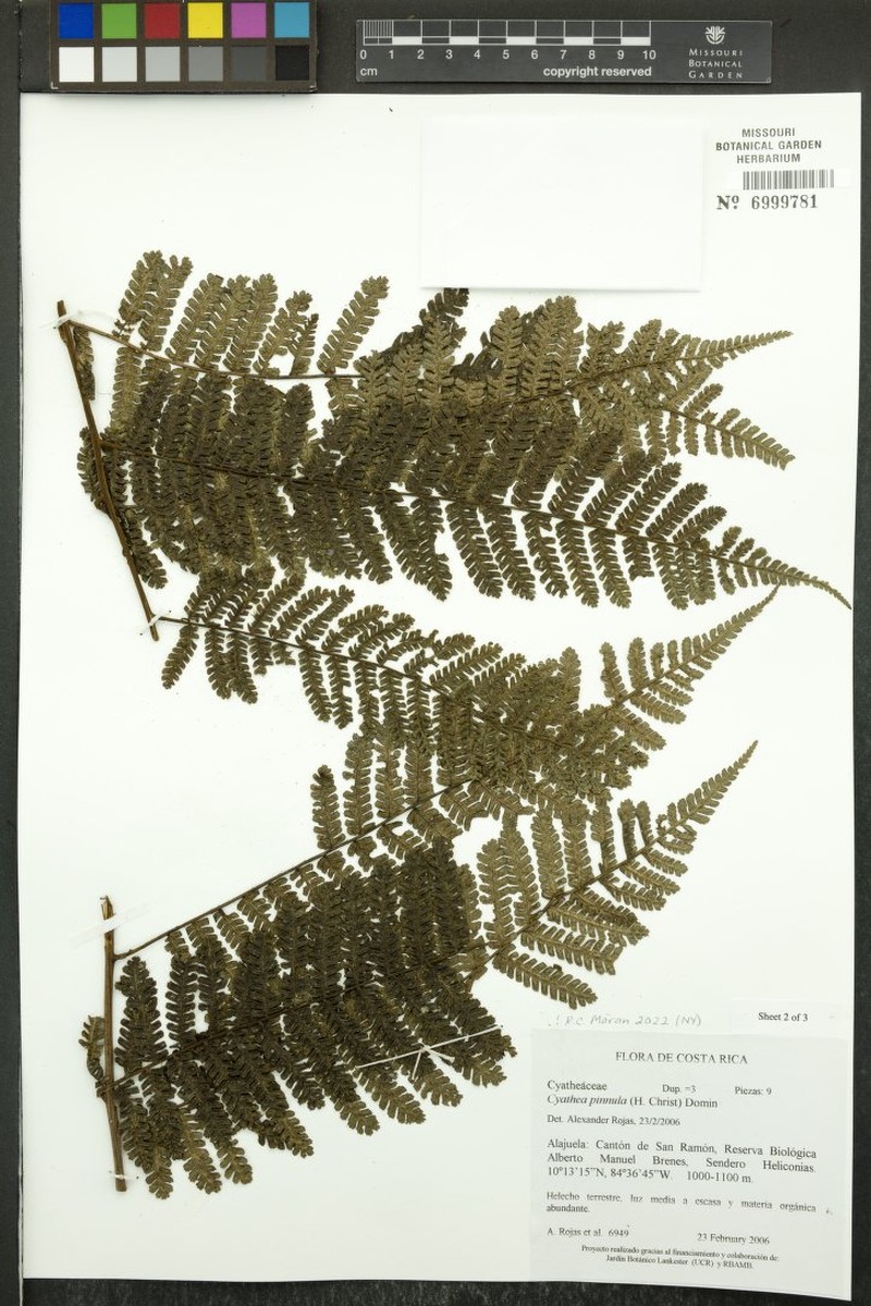 Cyathea pinnula photo 5