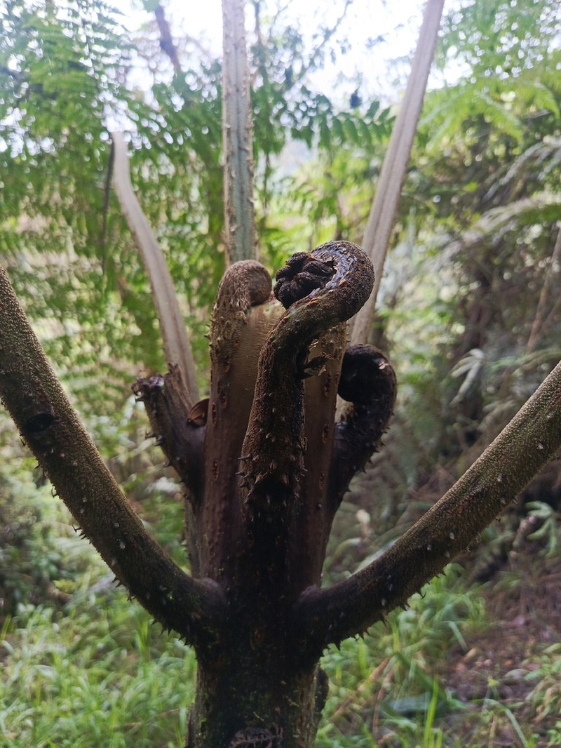 Cyathea planadae