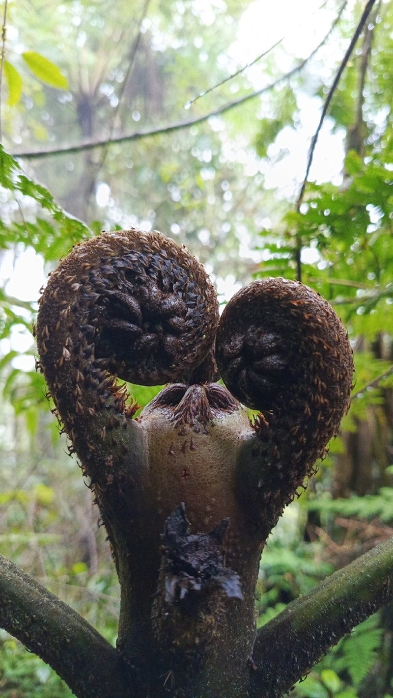 Cyathea planadae photo 2