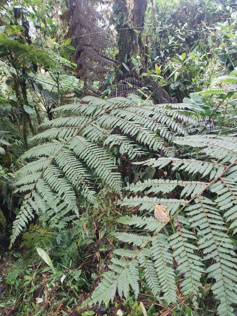 Cyathea planadae photo 3