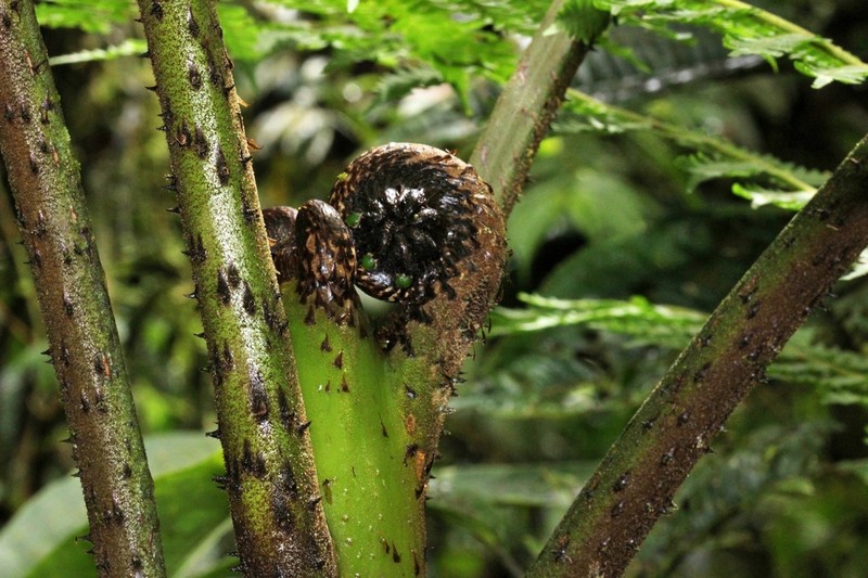 Cyathea planadae photo 4