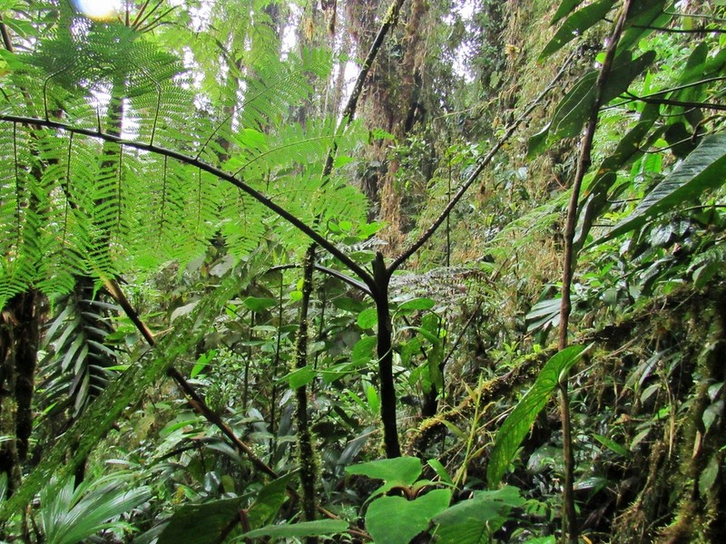 Cyathea planadae photo 5